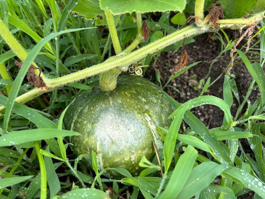 おにぎりマン農園にて新鮮野菜を収穫！店内で販売！　～大阪　寝屋川　お米屋さん　ネオニコフリー～